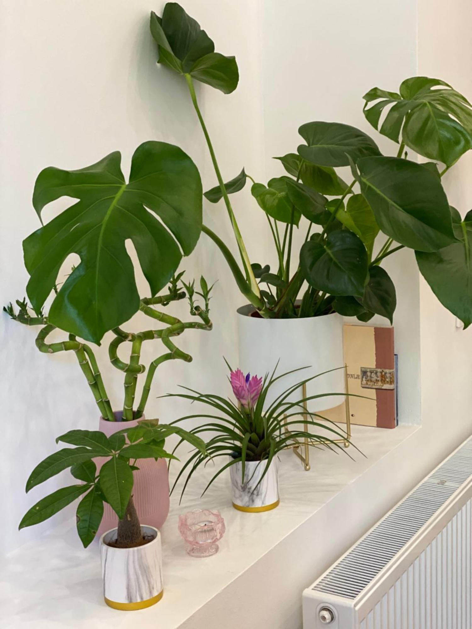 Jungle Loft - Central/Free Parking Любляна Екстериор снимка